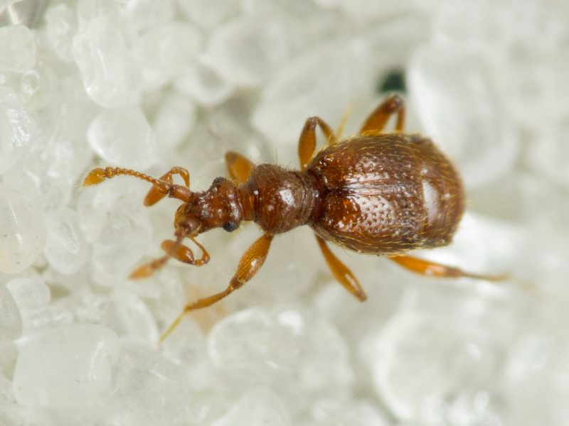 Bryaxis chaudoirii (Chaudoir, 1845)